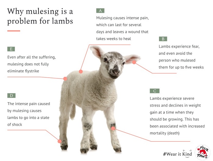 The impacts of mulesing are so intense that lambs can go into a state of shock, stand immobile and hunched following the procedure, leaving a wound that takes weeks to heal, and for some lambs the procedure can be fatal. © Four Paws
